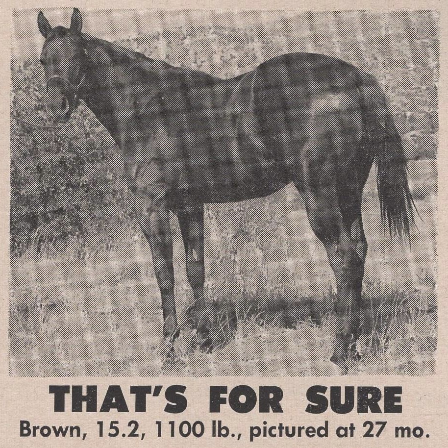 The Western Thoroughbred History: Wandering Boy – The Western