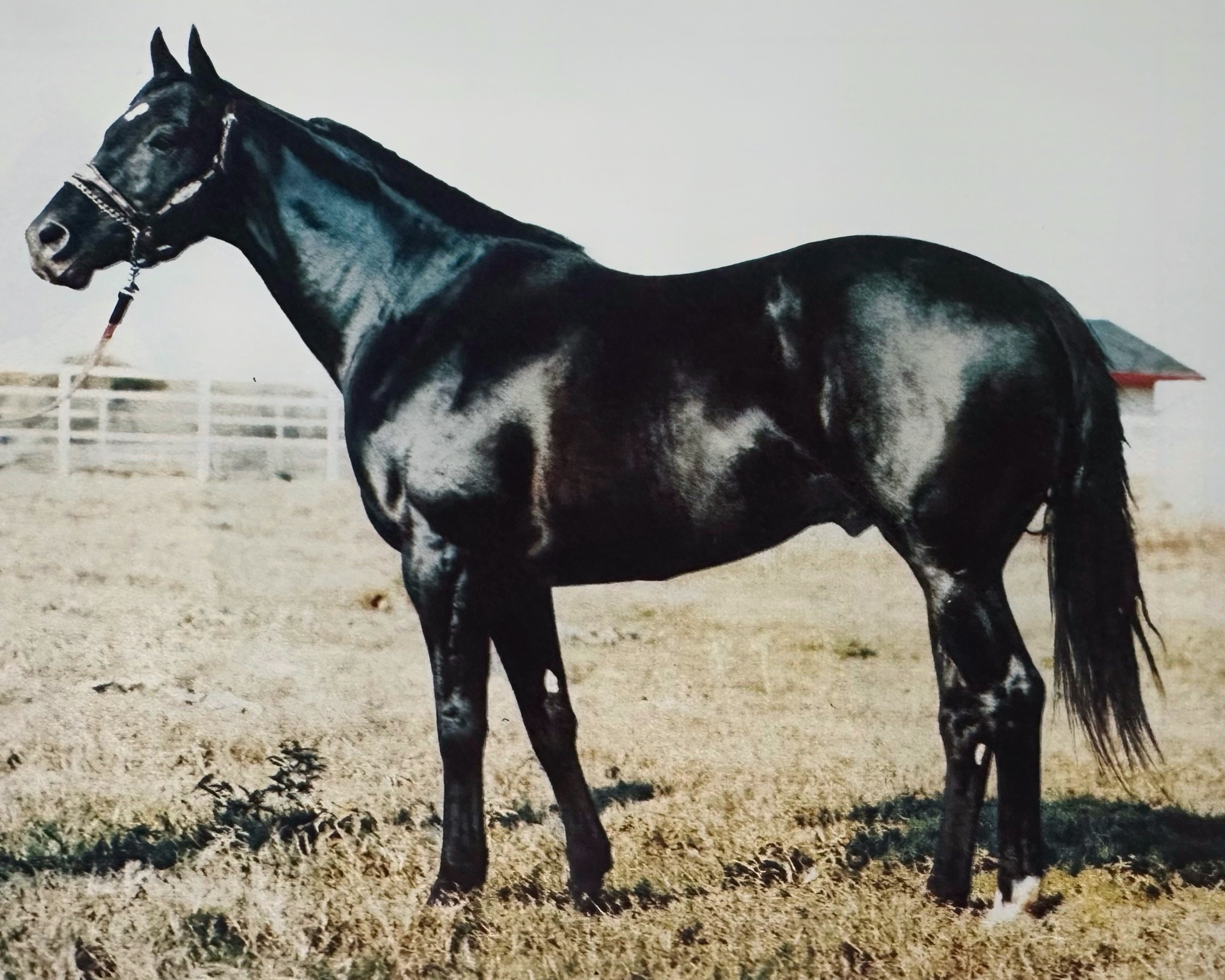 The Western Thoroughbred History: Jeopardy – The Western Thoroughbred